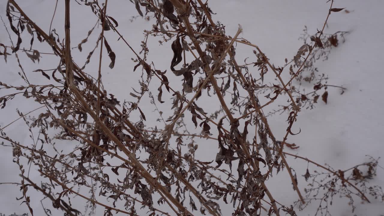 Caules marrons emaranhados de plantas selvagens murchas e folhas secas contrastam com uma vasta extensão plana de neve branca fresca no inverno.