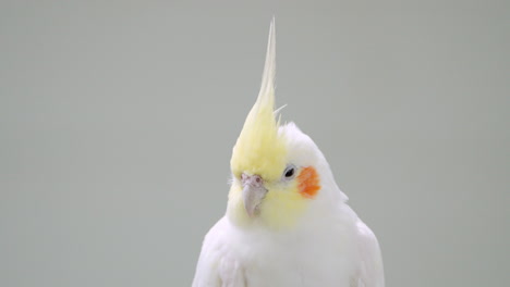 Close-up-of-Lutino-Cockatiel-Bird---white-to-light-yellow-feathers-and-orange-red-cheek-patches