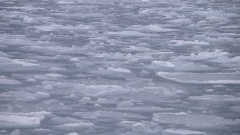 tight pack of small ice chunks floats up and down on waves off the coast of greenland