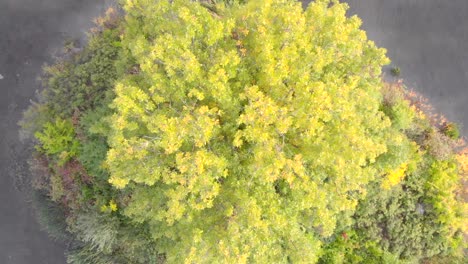 Aufsteigende-Luftaufnahme-Von-Einem-Großen-Grünen-Baum-Auf-Einer-Insel-In-Einem-Von-Gras-Und-Bäumen-Umgebenen-Teich-An-Einem-Sommertag