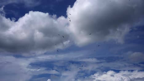 cigüeñas que vuelan majestuosas en un cielo azul brillante