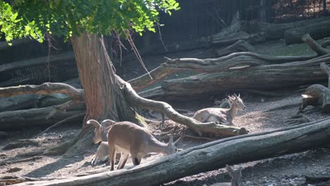 kangaroos rest under a tree in a natural landscape enclosure at the zoo. a group of kangaroos rest under a tree in their zoo enclosure, surrounded by natural landscape and green grass