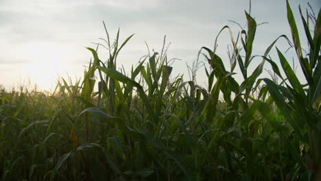 medium close up shot of some corn plants on a sunny evening, backlight from the sun