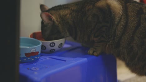 Beautiful-Feline-Cat-Eating-On-A-Porcelain-PrInted-Bowl---Cute-Domestic-Animal