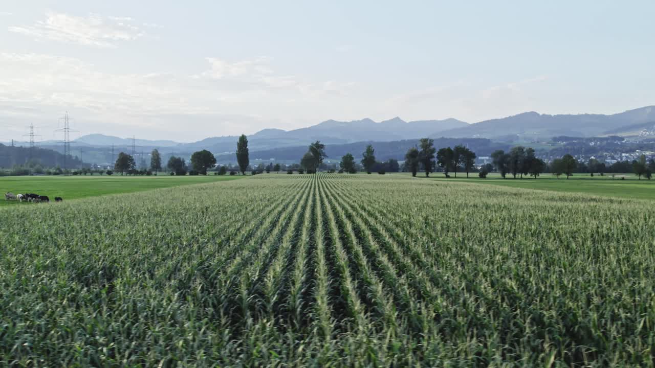 Maize field with mountains in background, aerial drone view