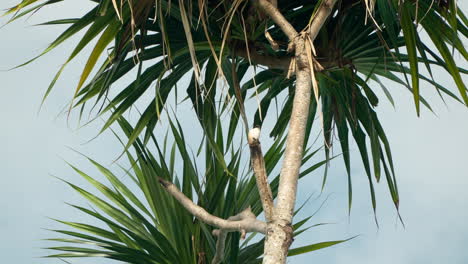 Ave-De-Cola-Larga-Posada-En-Una-Palmera-De-Repollo-De-Nueva-Zelanda