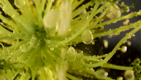 planta de botánica alienígena en movimiento con hermoso movimiento de caída de burbuja en forma de lágrima 60fps