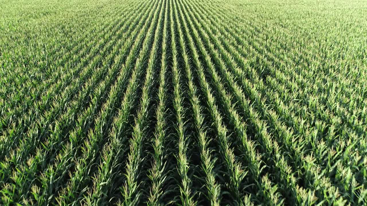 Slow aerial flight straight down the rows of corn on a rural farm in McKinney Texas