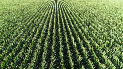 slow aerial flight straight down the rows of corn on a rural farm in mckinney texas