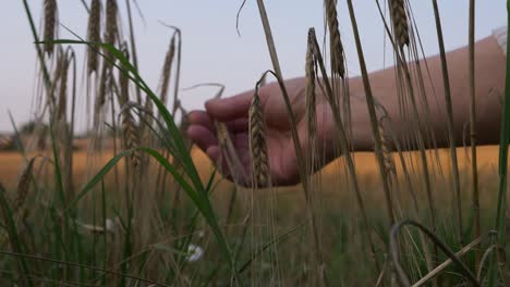 manos revisando cultivos de trigo en campo de trigo tiro medio