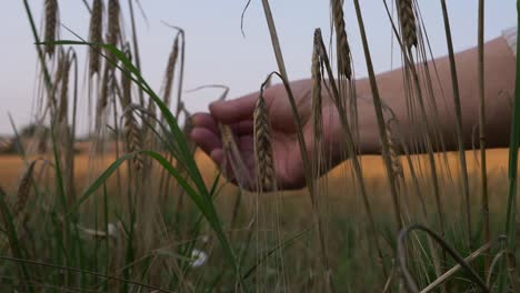 hands checking wheat crops in wheat field medium shot