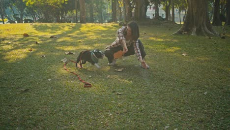 woman playing with her boston terrier in a park