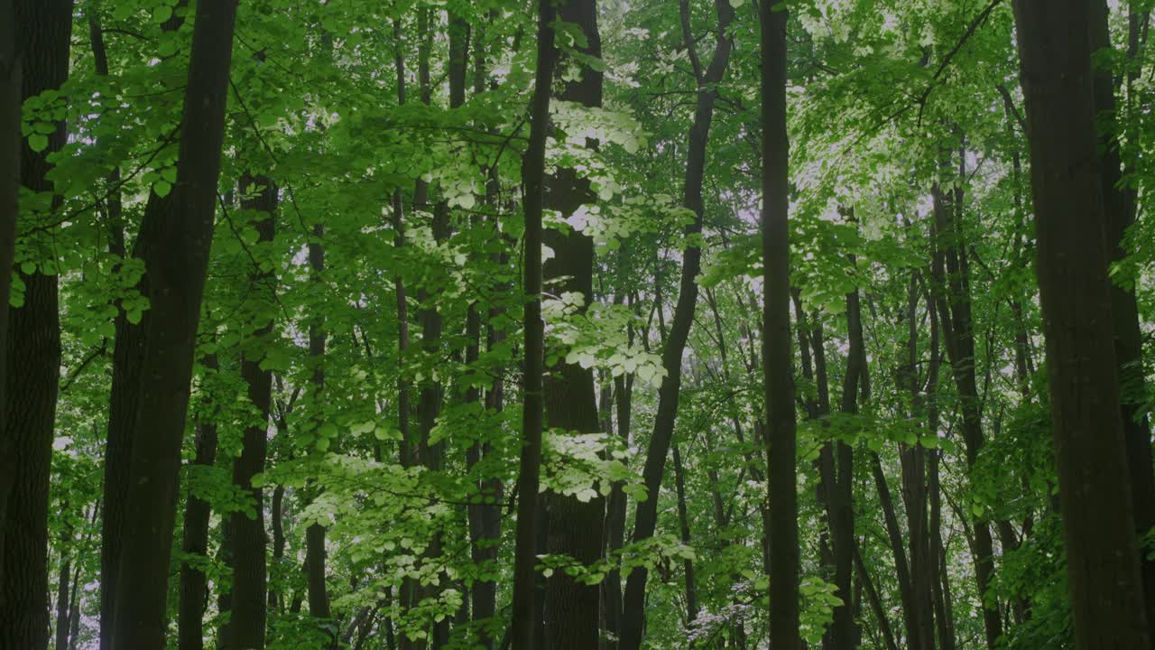 走過密集的森林路徑