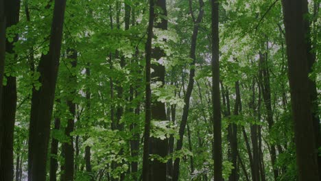 walking through dense forest path