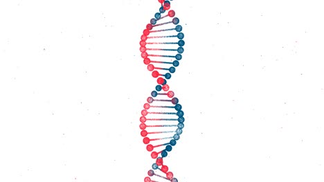 bicolor dna chain loop