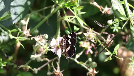 A-butterfly-is-sitting-on-a-bush-with-flowers