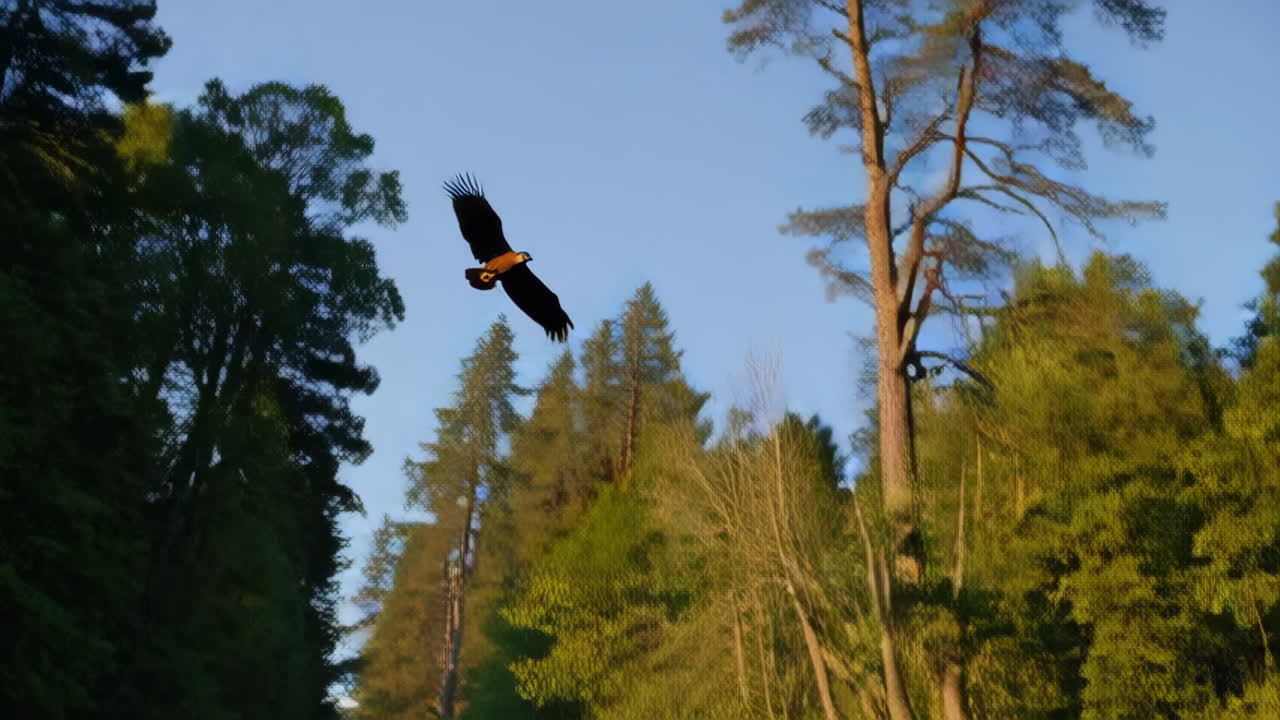 Otter and Raven in Forest River at Sunrise/Sunset