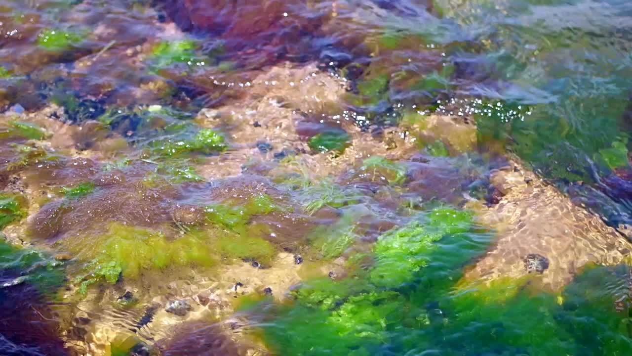 крупный план морских водорослей и камней в мелководье океана