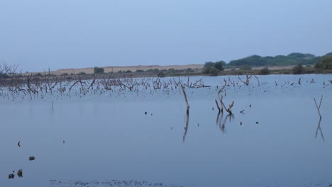 Waldschädigung-Des-Mangroven-Ökosystems-In-Karachi-An-Einem-Bewölkten-Tag