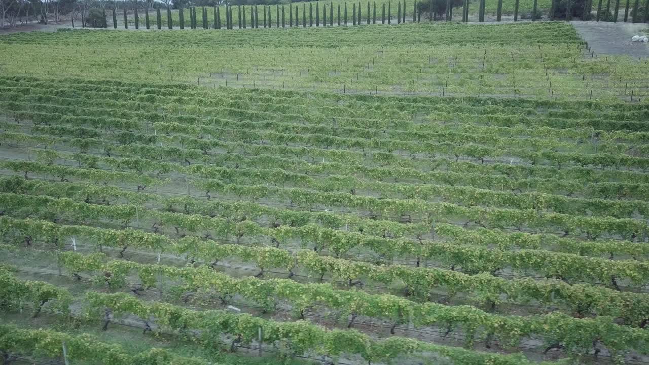 bodega de viñedos con granja de uvas en el valle de barossa, adelaide, australia