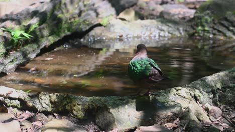 Die-Einsame-Smaragdgrüne-Taube-Mit-Der-Grauen-Kappe-Tauchte-Ihre-Beine-In-Die-Kleine-Vogeltränke,-Hüpfte-Vom-Teich-Zum-Nahegelegenen-Felsen-Und-Beobachtete-Die-Bienen,-Die-Um-Sie-Herum-Flogen