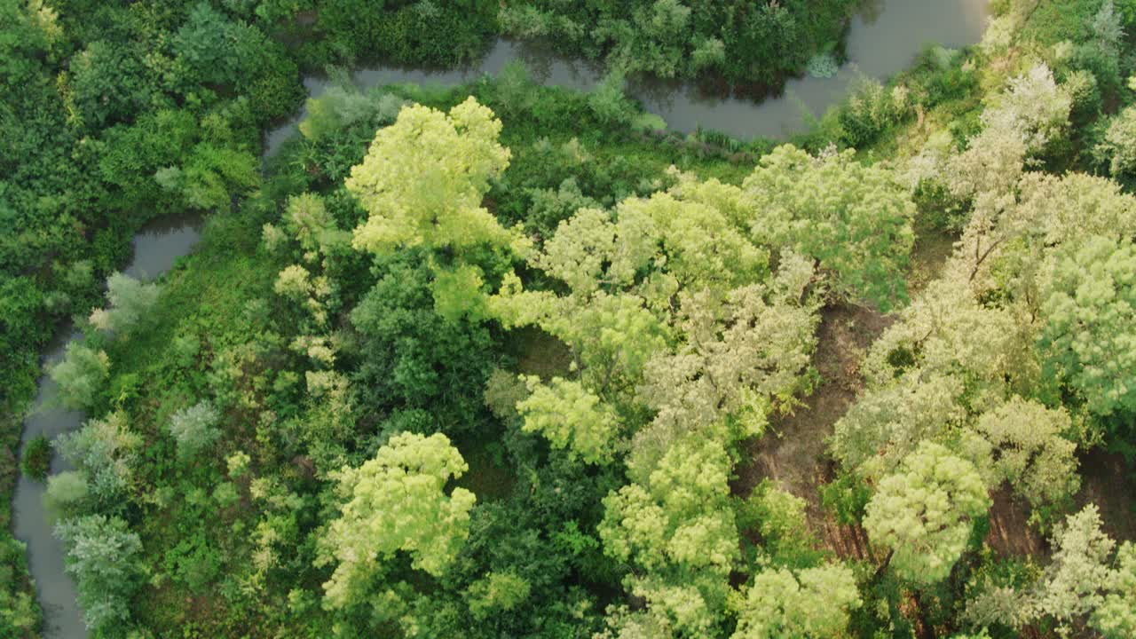 A vibrant green forest, captured from the air (with a drone), following the winding course of a small river or stream below. Conveys themes of nature, the environment, and conservation