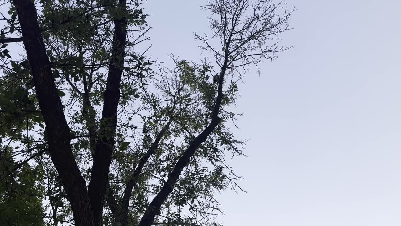 A low-angle shot captures three hawks perched together on a tree branch, silhouetted against a cloudy sky. The majestic birds eventually spread their wings and fly away