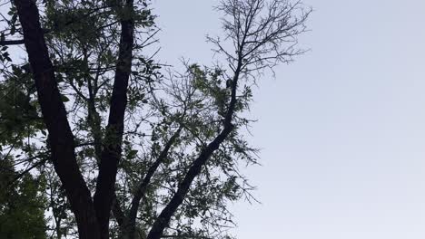 a low-angle shot captures three hawks perched together on a tree branch, silhouetted against a cloudy sky. the majestic birds eventually spread their wings and fly away