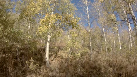Golden-yellow-aspen-leaves-falling-in-slow-motion-in-a-thick-aspen-grove-in-the-morning-sun