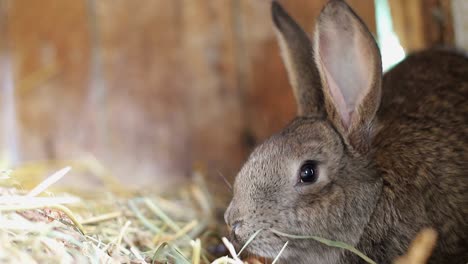 Close-up of a brown rabbit in a hutch