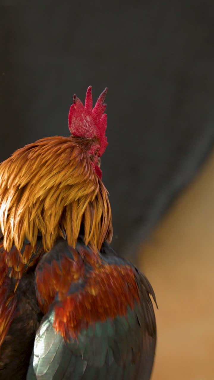 Un gallo vivace con piume dorate e una cresta rossa rimane immobile alla luce naturale.