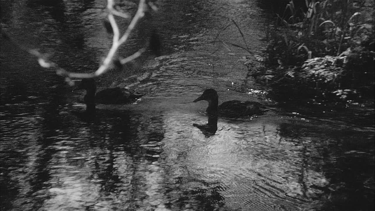 Vintage 16mm Film Black and White of two Ducks swimming away in the water