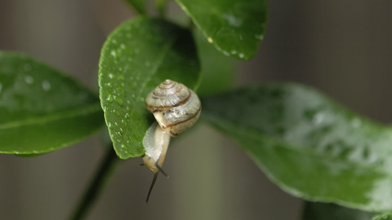 caracol vagabundo asiático explorando el borde de una hoja de lima después de la lluvia