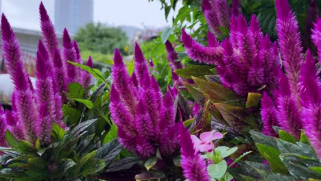 vibrant purple flowers bloom in harumi tokyo, surrounded by greenery on a cloudy day