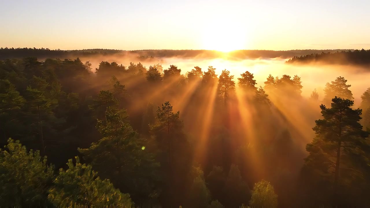 Golden sun rays piercing through morning mist over pine forest