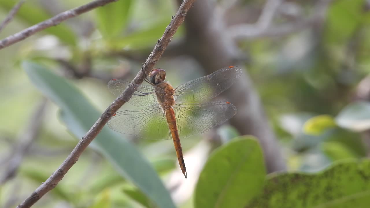 la libélula se relaja con el viento.
