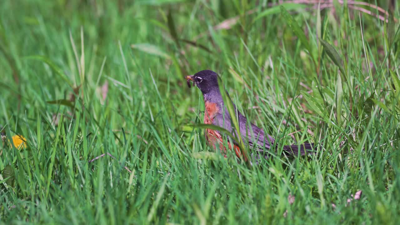 primer plano de pájaro robin sacando gusanos del suelo