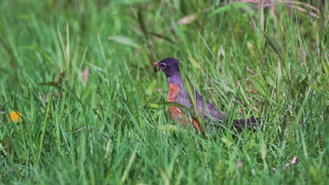 close up on robin bird pulling worm out of the ground