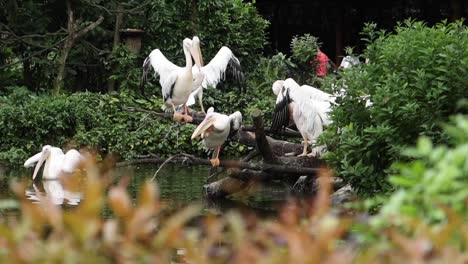 pelicans resting on a log in a zoo enclosure