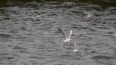 Terns-and-Gulls-Skimming-for-Food-are-migratory-seabirds-to-Thailand,-flying-around-in-circles,-taking-turns-to-skim-for-food-floating-on-the-sea-at-Bangpu-Recreational-Center-wharf