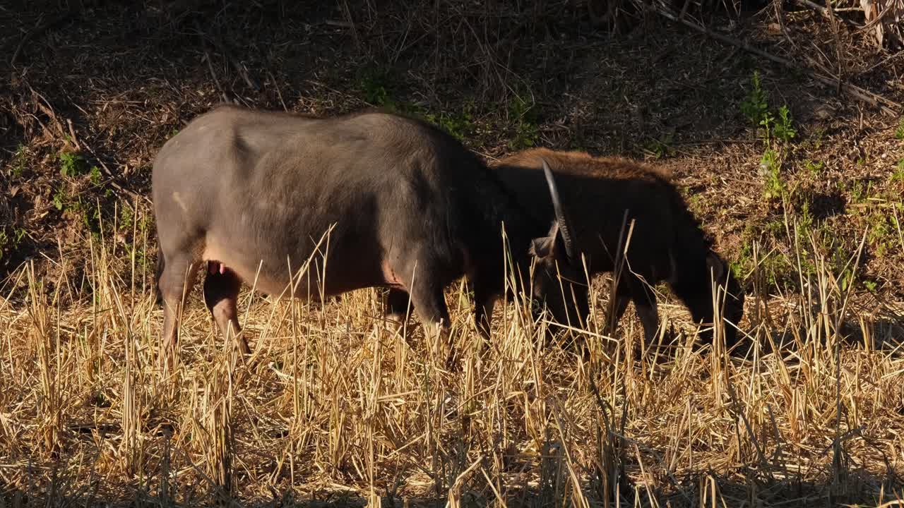 pastando en un campo de arroz mientras la cámara se aleja, búfalo de agua, bubalus bubalis, tailandia