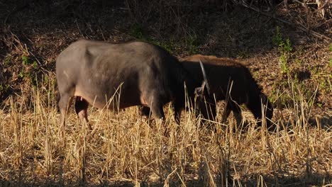 Grazing-in-a-rice-field-as-the-camera-zooms-out,-Water-Buffalo,-Bubalus-bubalis,-Thailand