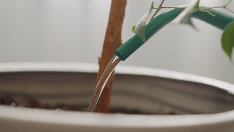 watering potted exotic houseplant on blurred background