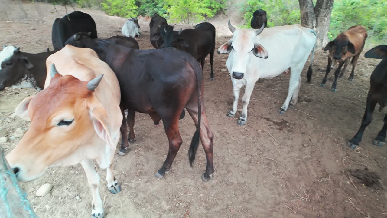 A group of cows standing in a pasture in Venezuela, grazing under a tree
