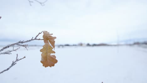 leaf on branch in snowy field, 120 fps