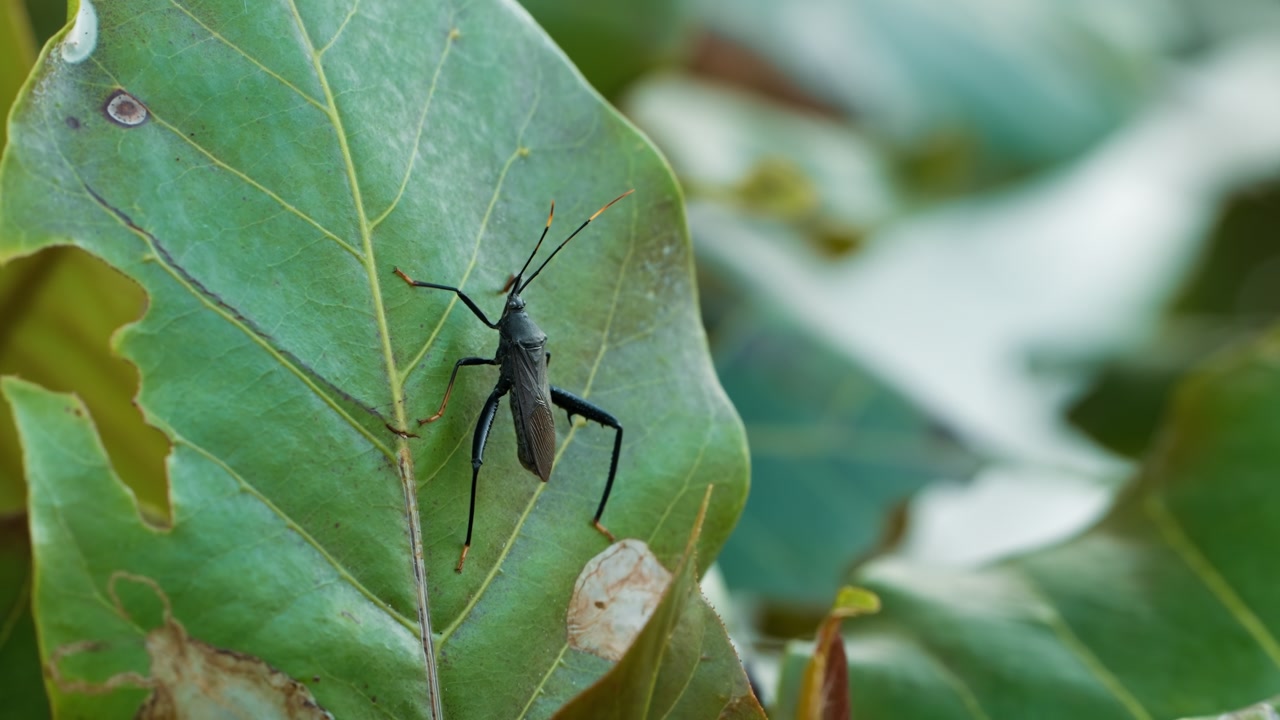 Assassin bug or leaf-footed bug rests on green leaf displaying black body and orange-tipped antennae in Khao Lak Thailand