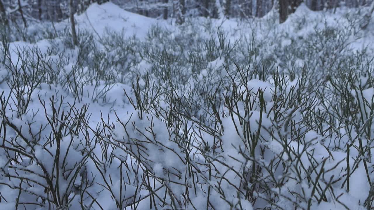Low angle close up or close up footage of forest green foliage covered with thick white dense and fluffy snow during winter cloudy day. Leafless cranberry and blueberry plants in snow, trees in back.