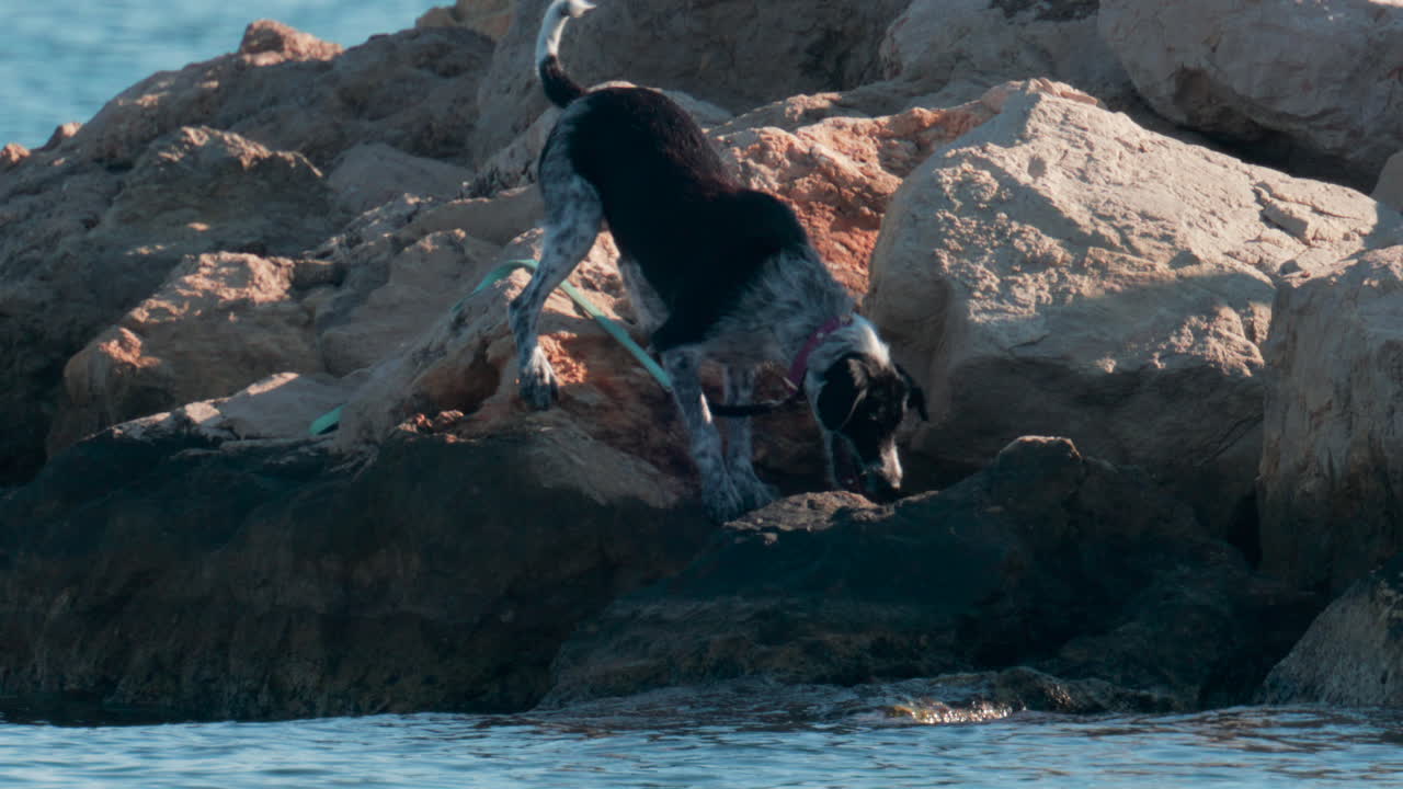 A black and white dog stands alert on seaside rocks, looking toward its owner