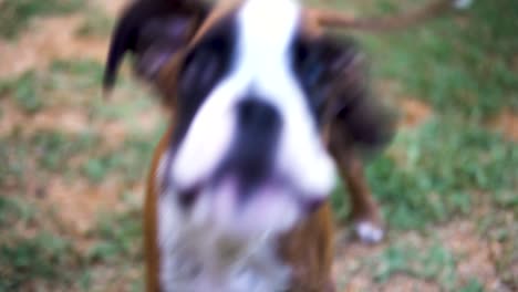 close-up shot of a young boxer puppy barking and jumping at the camera