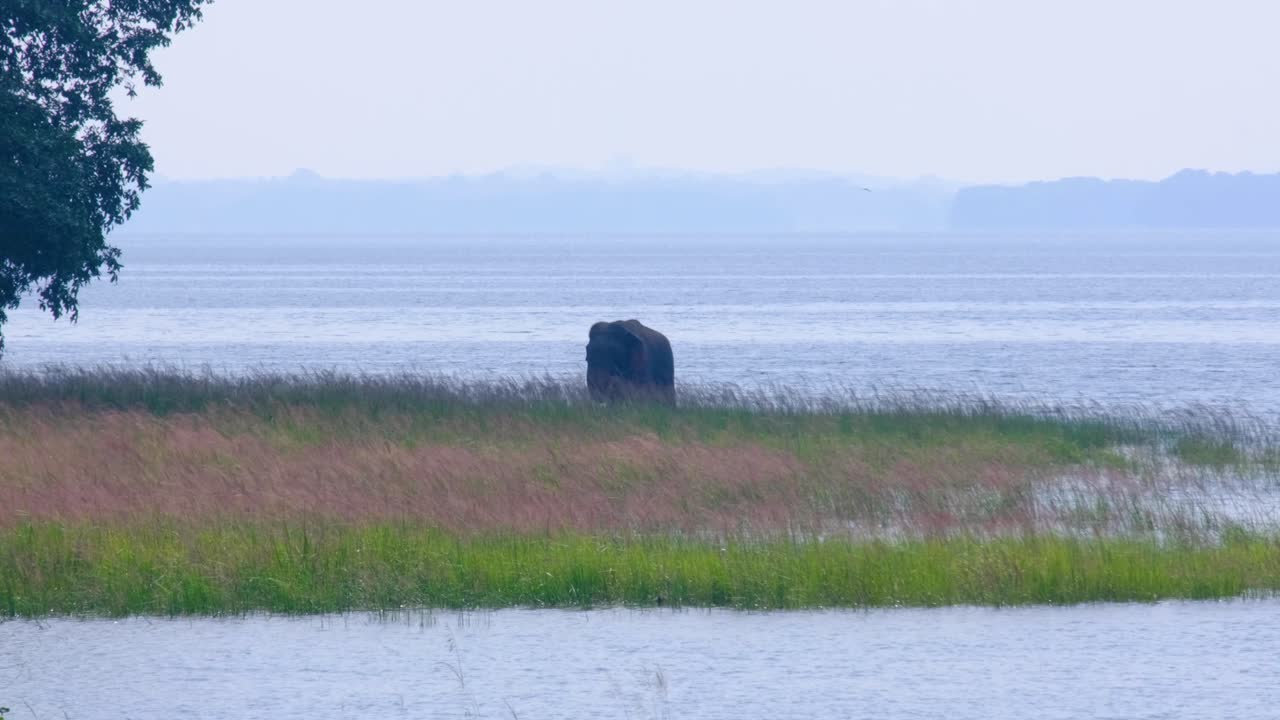 Solo Asian elephant Elephas maximus maximus in the wild near Minneriya spinning aquatic plants with trunk and spraying water in lake in North central Sri Lanka